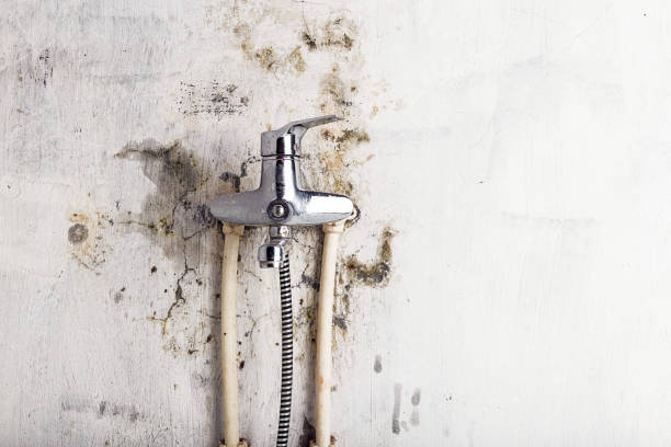 Best DIY Mold Remediation Support Services in Pinewood, FL