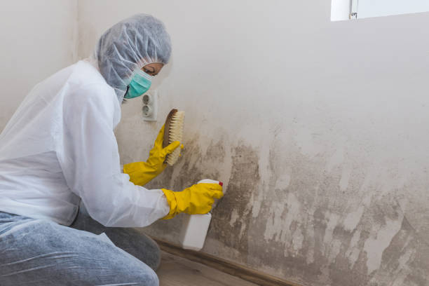 Best Post-Flood Mold Remediation in Pinewood, FL
