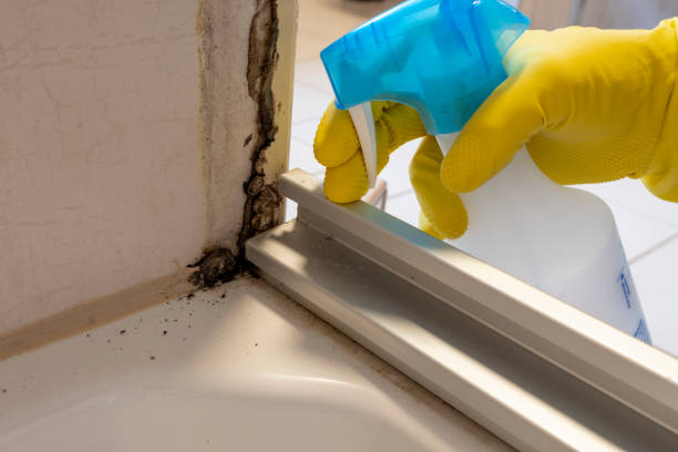 Best Black Mold Remediation in Pinewood, FL
