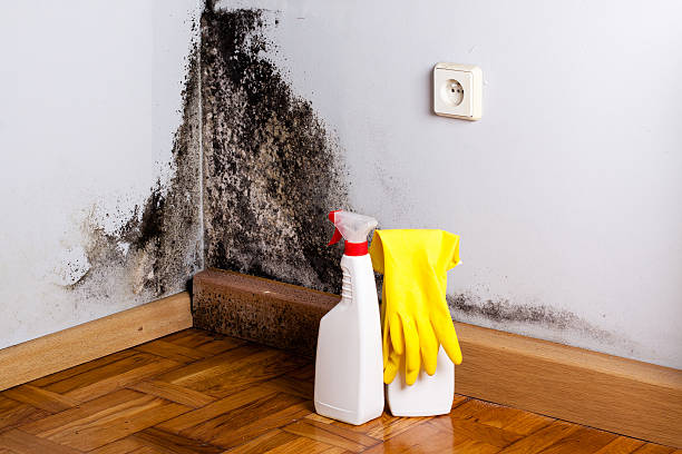 Best Industrial Mold Remediation in Pinewood, FL